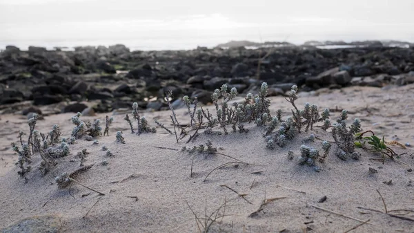 White Sandy Beach Sunset Showing Small Plants Rocks Background — Stock Photo, Image