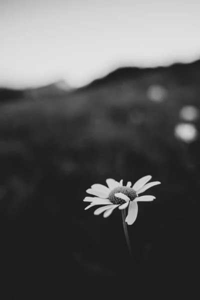Крупним Планом Сірий Знімок Ромашкової Квітки Розмитим Тлом — стокове фото