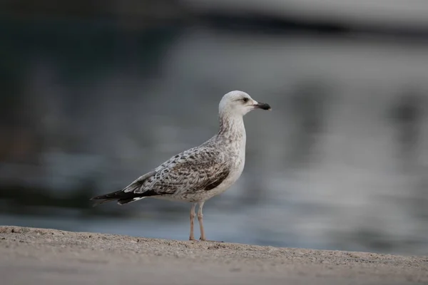 Una Gaviota Junto Lago Parque —  Fotos de Stock