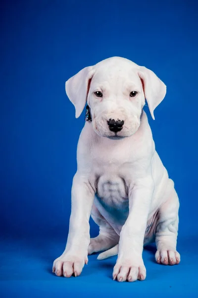 Vertikální Záběr Dogo Argentino Štěně Modrém Pozadí — Stock fotografie