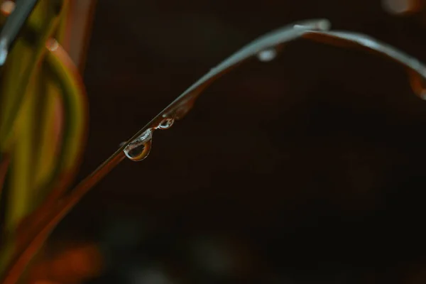 Selective Focus Shot Fresh Morning Dew Green Grass — Stock Photo, Image