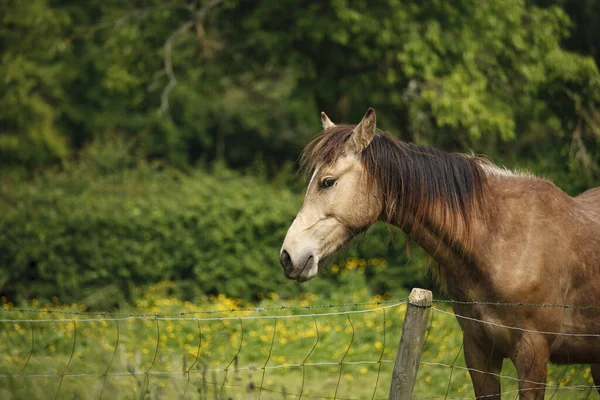 Sahadaki Zarif Kahverengi Atın Güzel Bir Fotoğrafı — Stok fotoğraf