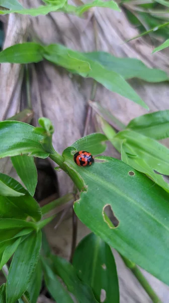 Gros Plan Vertical Une Jolie Petite Coccinelle Sur Une Feuille — Photo