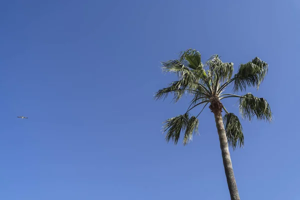 Снимок Пальмы Голубым Небом Открытым Небом — стоковое фото