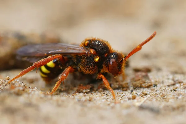 在沙质的土地上 一只红黄色的拉斯伯里野蜂雌蜂的特写镜头 — 图库照片