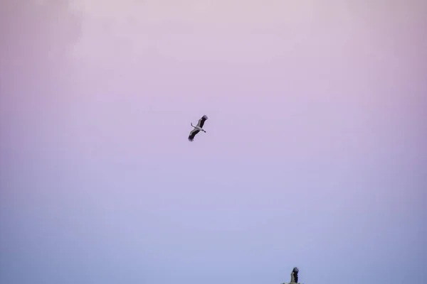 Stork Flyger Pastellfärgad Bakgrund — Stockfoto