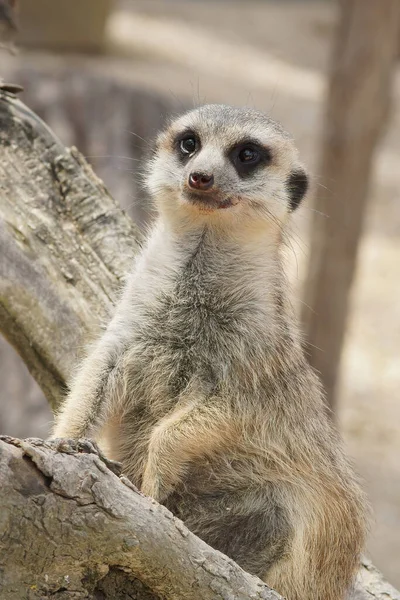 Closeup Shot Gray Mongoose Meerkat Suricata Suricatta Parc Paradisio Belgium — Stock Photo, Image