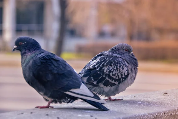 Dois Pombos Empoleirados Uma Parede Concreto Uma Rua — Fotografia de Stock