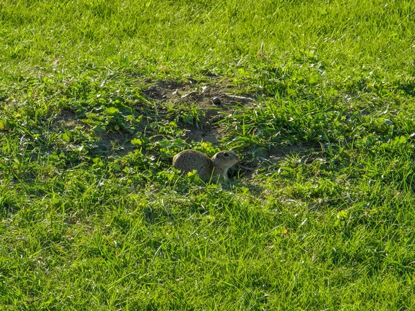 Een Close Shot Van Een Kleine Roodwangige Gemalen Eekhoorn Een — Stockfoto