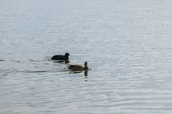 Ένα Κοντινό Πλάνο Δύο Πάπιες Κολυμπούν Μια Λίμνη — Φωτογραφία Αρχείου
