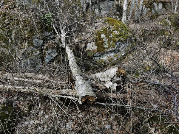 Närbild Växter Skogen Rekvik Norge — Stockfoto