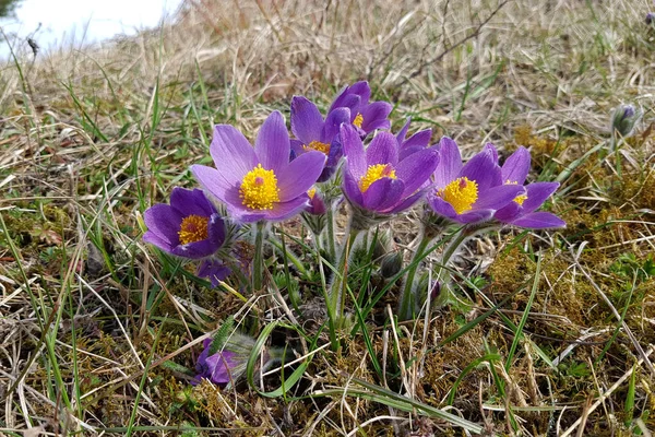 Beautiful Purple Fluffy Flower Oriental Pulsatilla Patens Pasqueflower — Stock Photo, Image