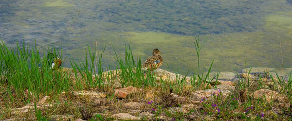 Ördeğin Yatay Görüntüsü Ördeğin Yosunlu Gölün Yanında — Stok fotoğraf