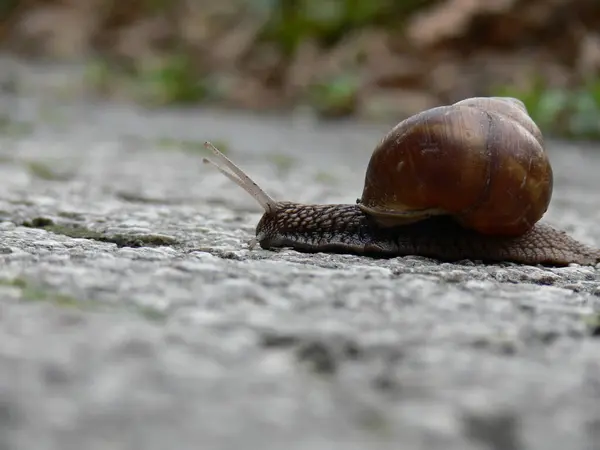 Closeup Grape Snail Crawling Rock — Stock Photo, Image