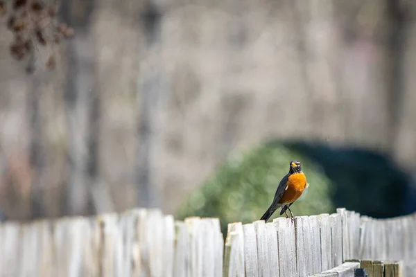 Tiro Foco Seletivo Pássaro Robin Erithacus Rubecula Uma Cerca Madeira — Fotografia de Stock