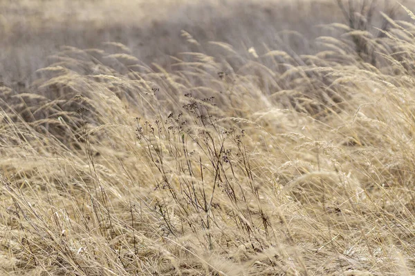 Die Reifen Weizenähren Flattern Wind — Stockfoto