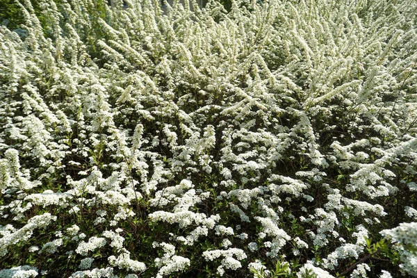 Beau Cliché Fleurs Spiraea Dans Jardin — Photo