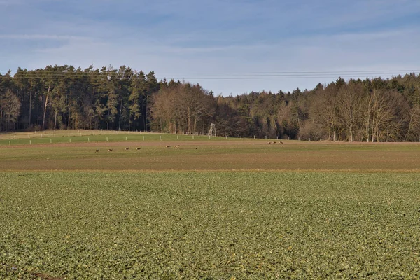 Las Tierras Agrícolas Con Árboles Fondo —  Fotos de Stock