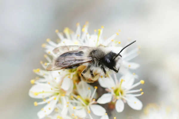 Closeup Male Gray Patched Mining Bee Sipping Nectar White Flowers — Stock Photo, Image