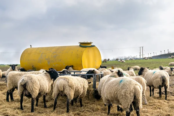 Rebanho Ovelhas Comendo Alimentador Metal Fazenda Verde Terra Aberta — Fotografia de Stock