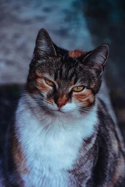 Vertical Shot White Gray Red Cat — Stock Photo, Image