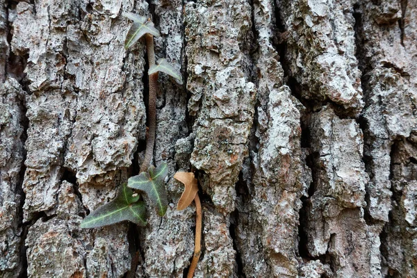 古い木の幹の質感とツタの植物の閉鎖 — ストック写真