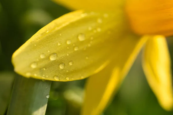 Closeup Shot Water Droplets Blooming Daffodil — Stock Photo, Image