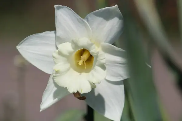 정원에 Daffodil Closeup — 스톡 사진