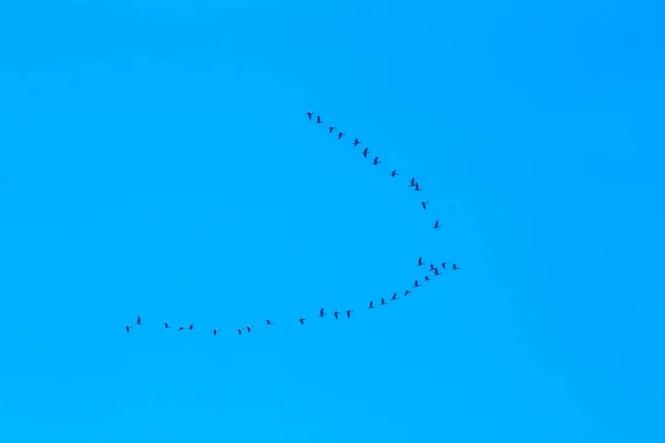 Μια Ομάδα Πουλιών Που Πετούν Ένα Φωτεινό Γαλάζιο Ουρανό — Φωτογραφία Αρχείου