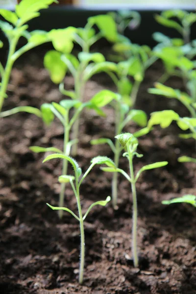 Focus Verticale Selettivo Giovani Piante Pomodoro Che Crescono Nel Terreno — Foto Stock