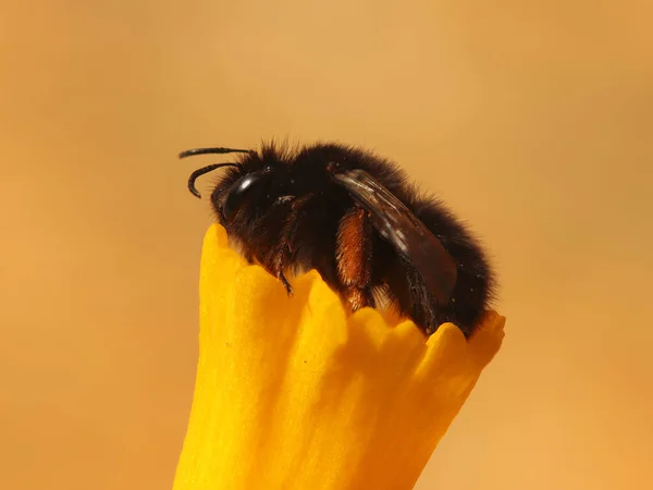 Tiro Seletivo Foco Bumblebee Uma Planta Amarela — Fotografia de Stock