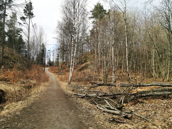 ノルウェーのラルヴィクにある伐採された木の森 森林破壊の概念 — ストック写真