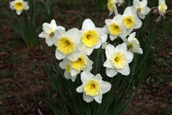 Eine Nahaufnahme Schöner Narzissenblumen Einem Garten — Stockfoto