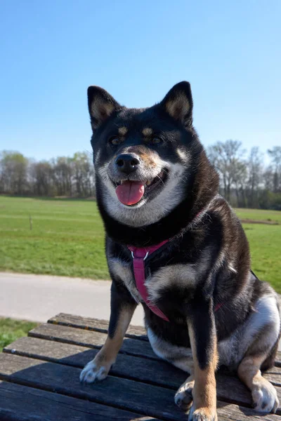 Primo Piano Cane Nero Shiba Inu Guardando Fotocamera — Foto Stock