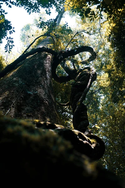 Tiro Vertical Tronco Árvore Folhas Verdes — Fotografia de Stock