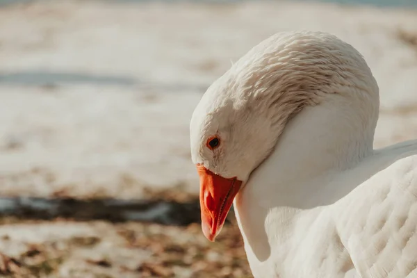 Uno Scatto Selettivo Oca Bianca — Foto Stock