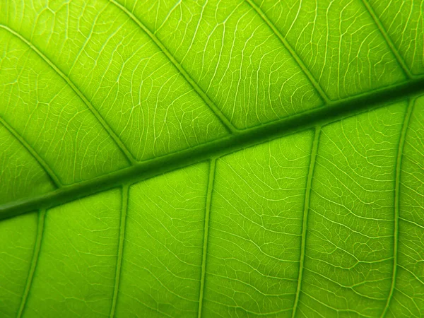 Eine Nahaufnahme Von Einem Blatt Textur Hintergrund — Stockfoto