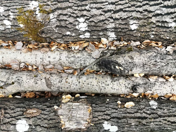 森の中で真菌と樹皮のクローズアップショット — ストック写真
