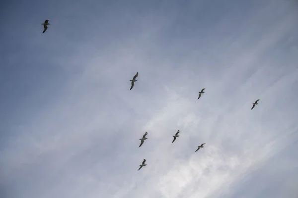 Une Belle Vue Des Oiseaux Volants Dans Ciel Bleu — Photo