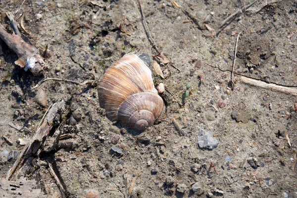 土の中のカタツムリの殻のクローズアップ — ストック写真