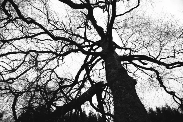 一颗低角的巨树和树枝的照片 — 图库照片
