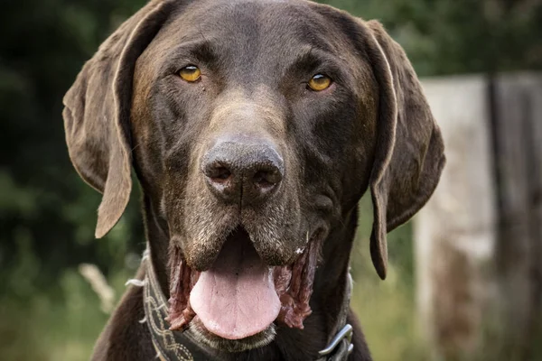 Alman Avcı Köpeğinin Portresi Pointer Deutsch Kurzhaar — Stok fotoğraf