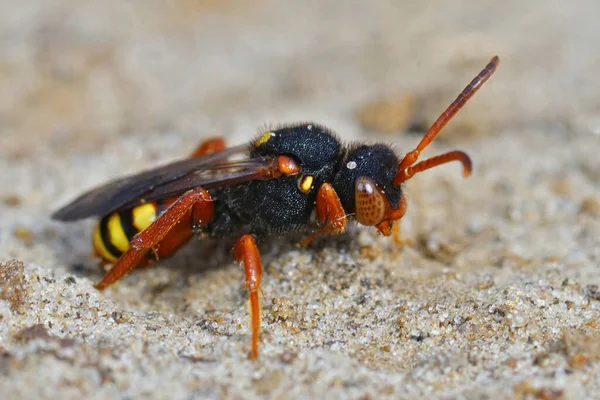 Знімок Кольорової Жіночої Рогатої Рогатої Кочівниці Комад Nomada Bifasciata — стокове фото