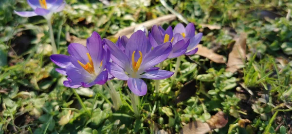 Belle Fleur Pourpre Pelucheuse Orientale Pulsatilla Patens Pasqueflower — Photo