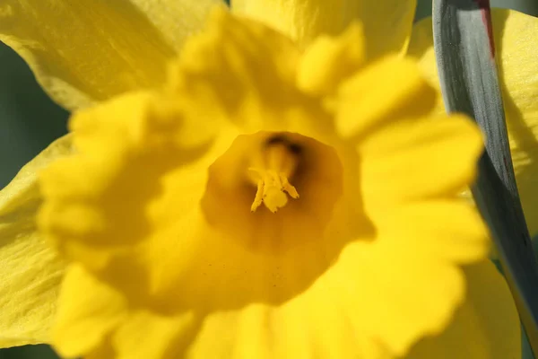 Een Close Shot Van Een Prachtige Gele Narcis — Stockfoto