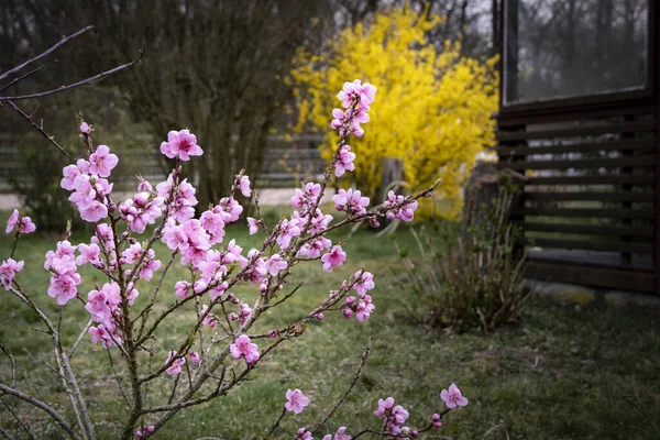 A shot of pink flowers growing on the tree during spring and yellow flowers growing in the background.