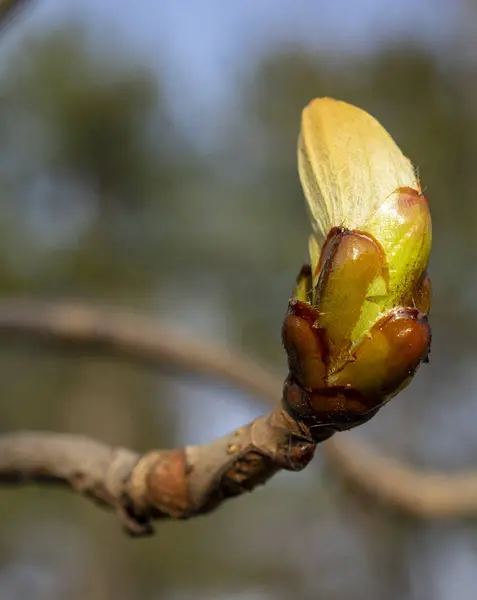 Close Botões Primavera Galho Árvore — Fotografia de Stock