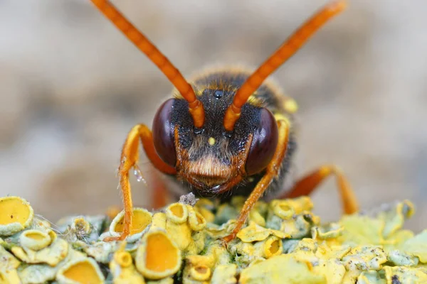 Primer Plano Una Hembra Colorida Abeja Nómada Cuernos Anaranjados Nomada — Foto de Stock