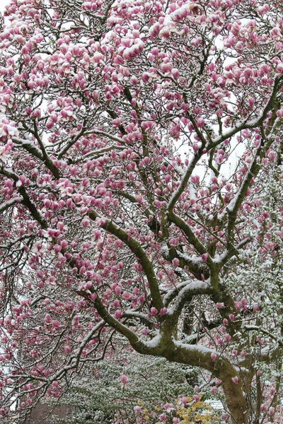 Ein Baum Blüht Bei Unerwartetem Schneefall Frühling Schneebedeckt — Stockfoto