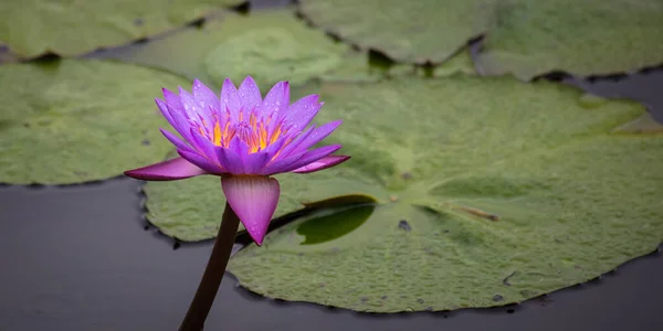 Een Paarse Lotus Bedekt Met Regendruppels Gekweekt Het Meer — Stockfoto